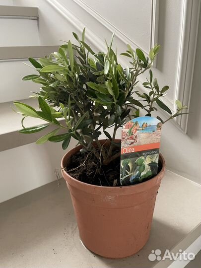 Оливковое дерево Олива 17\50