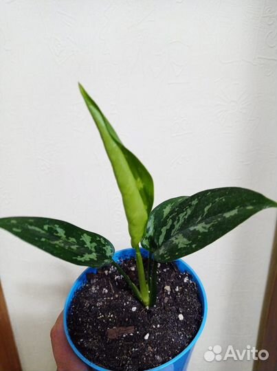 Аглаонема Мария