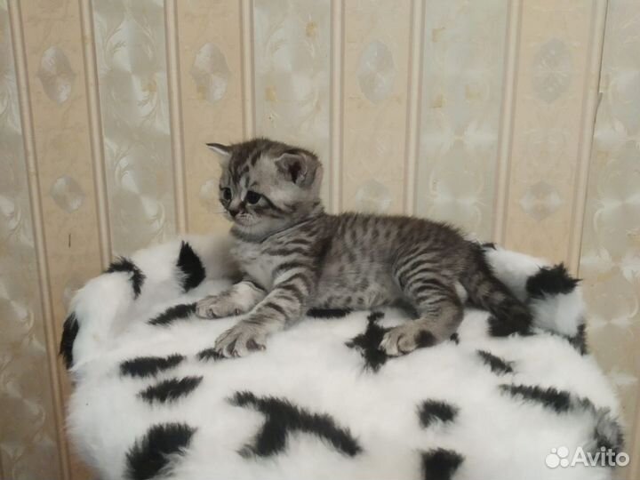 Британские котята