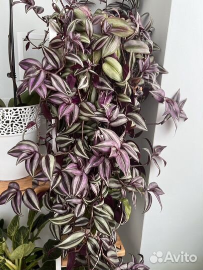 Традесканция зебрина