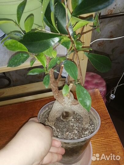 Фикус гинсенг