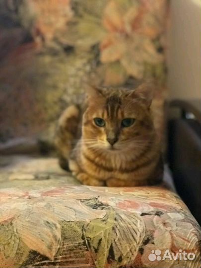 Бенгальский кот вязка