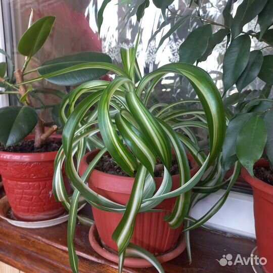 Хлорофитум кудрявый