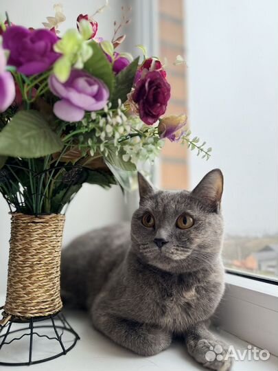 Кошки в добрые руки