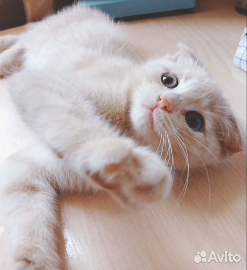 Котенок вислоухий