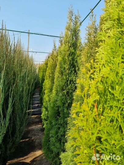 Туя смарагд