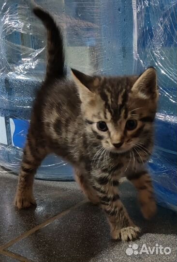 Котята 5 недель