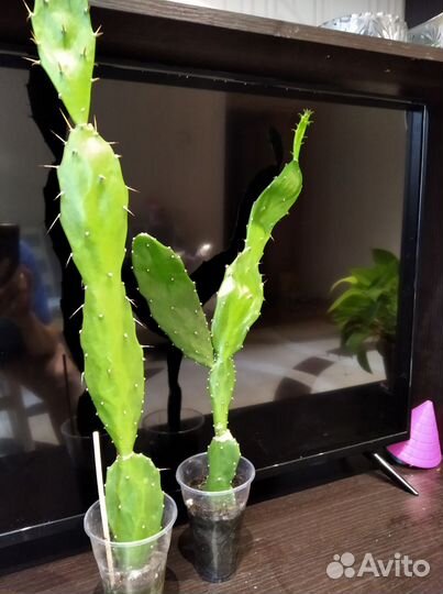 Кактус опунция