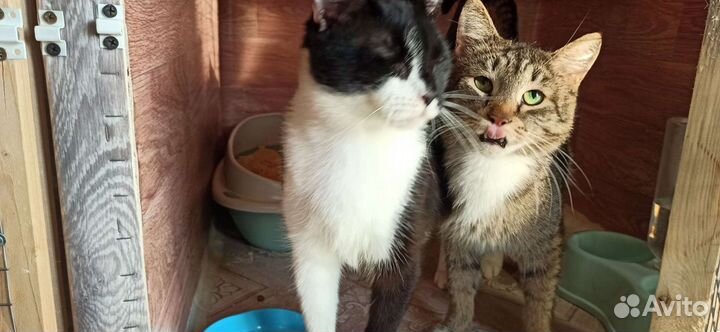 Временный домик для кошек передержка