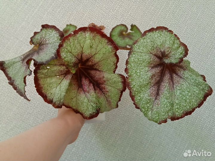 Бегония декоративно лиственная