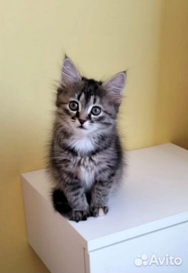 Кошка, котик, котёнок