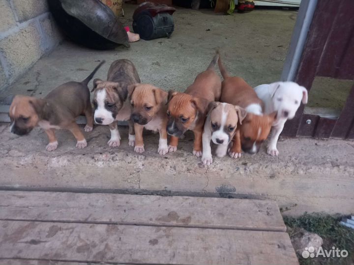 Стаффордширский терьер щенки