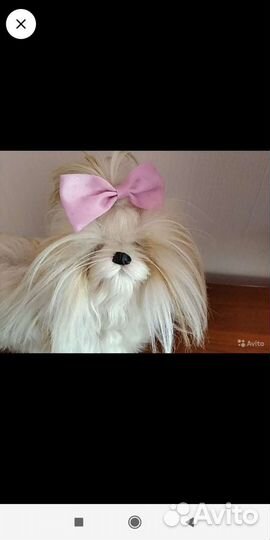 Собачка игрушка