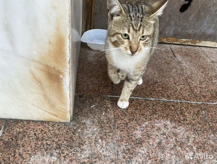 Котик в добрые руки