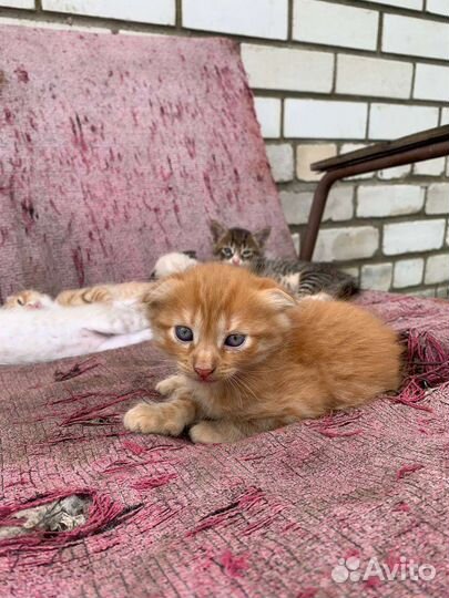 Вислоухие котята