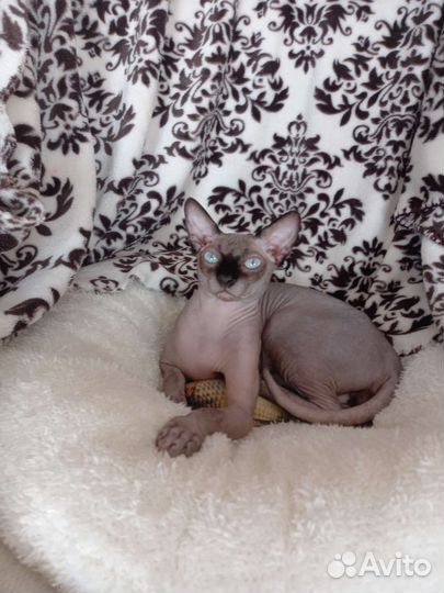 Канадский сфинкс вязка