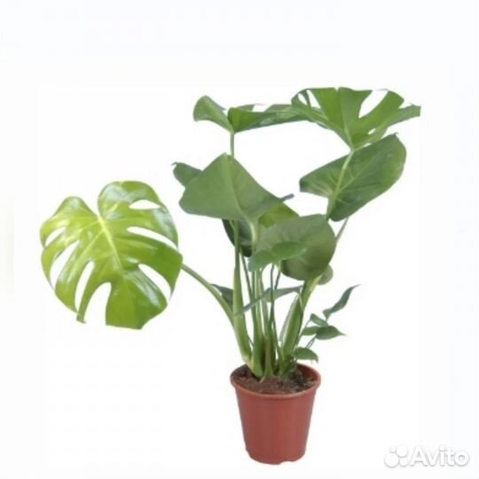 Монстера отростки