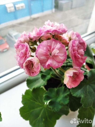 Пеларгония герань Анна Жанет