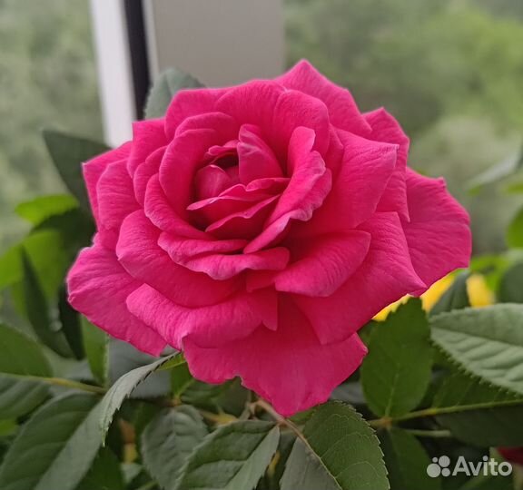 Комнатная роза Crimson