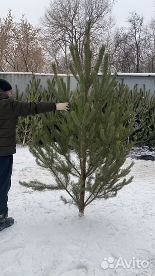 Сосна живая новогодняя