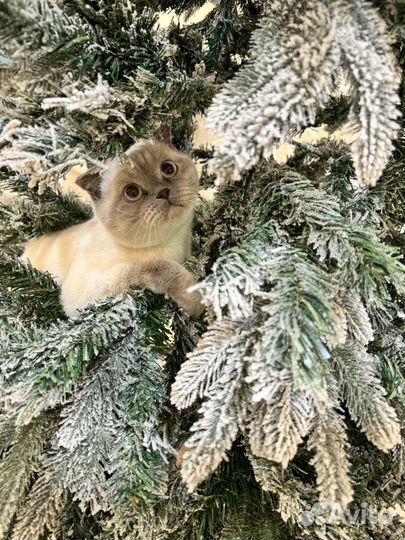 Вязка с шотландским котом