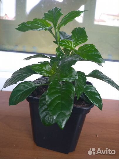 Комнатное растение