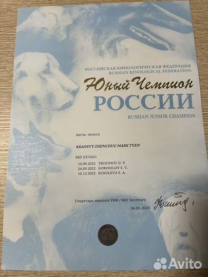 Вязка кобеля бигля