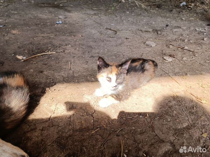 Котятки в добрые руки