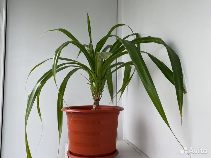 Пальма панданус