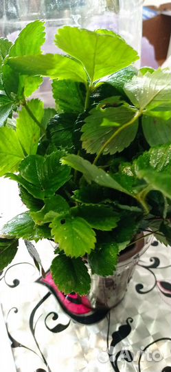 Рассада клубники в наличии