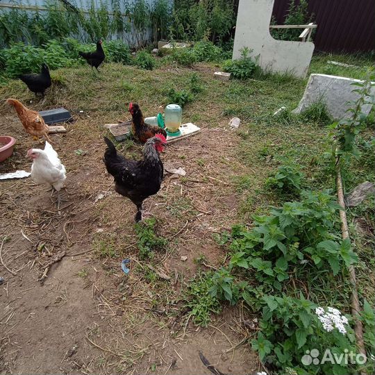 Куры петухи моран