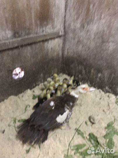 Индоутки утята