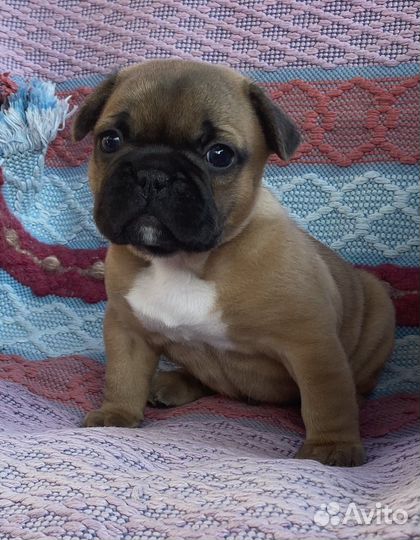 Элитные щенки французского бульдога