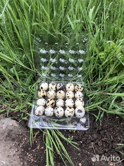 Яйца перепелиные инкубационное