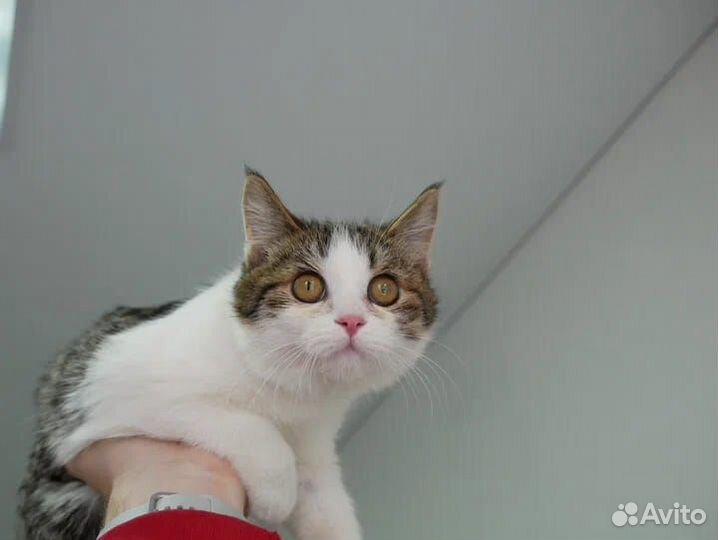 Шалун Гермес