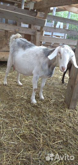 Козы, козлы