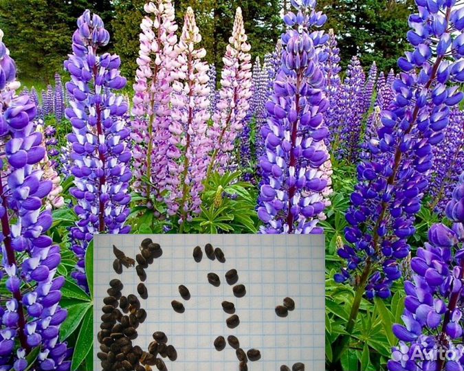 Семена Мирабилиса (есть рассада), Люпина, др. цв