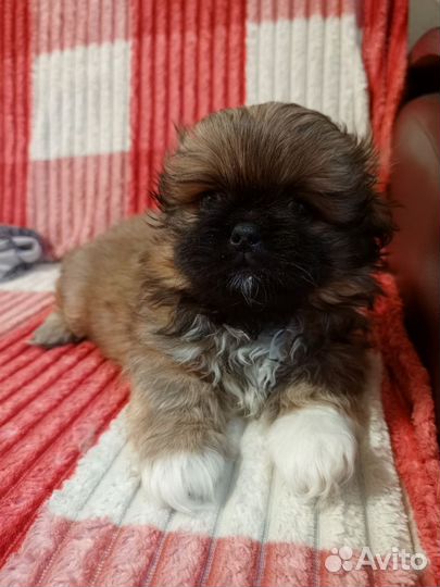 Щенки пекинеса