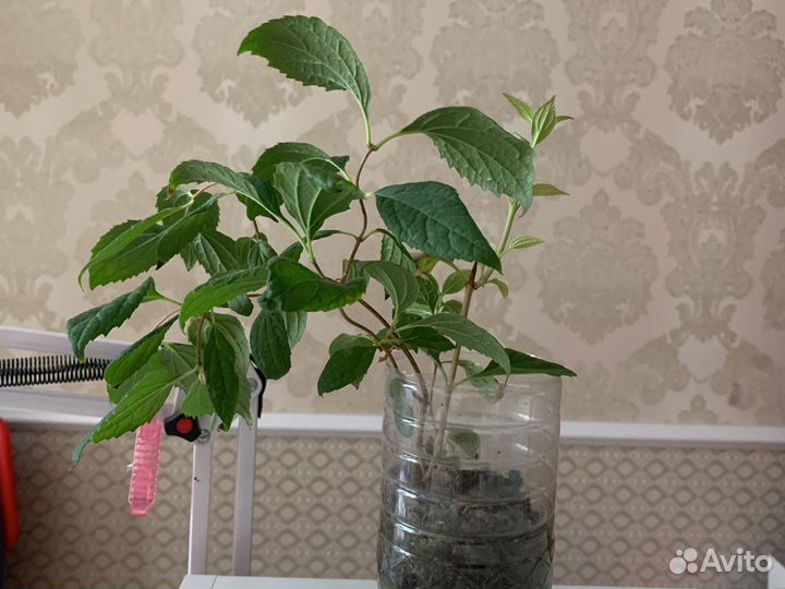 Жасмин чубушник