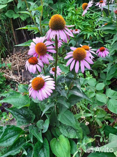 Нивяник- ромашка и другие многолетники