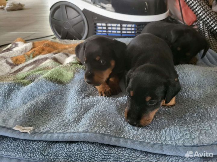 Собака ягдтерьер