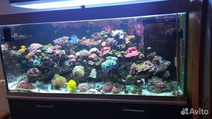 Обслуживание и запуск аквариумов