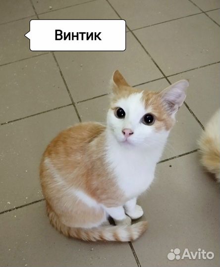 Винтик