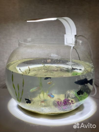 Аквариум с рыбками (декор, аэратор, лампа)