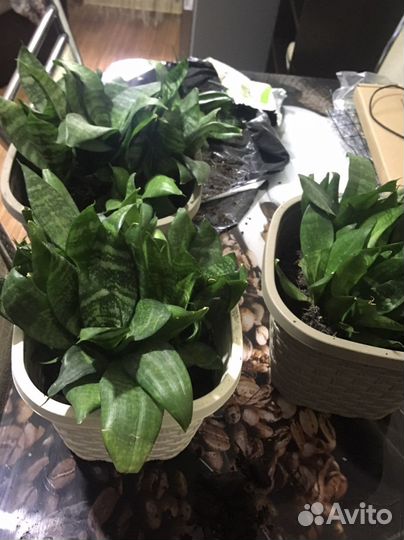 Сансевиерия ханни