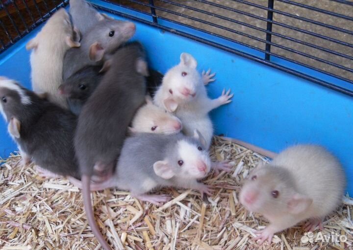 Крысята дамбо