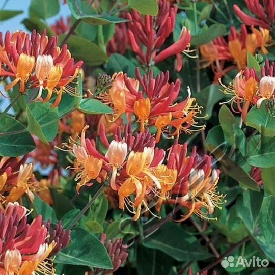 Каприфоль лианы цветы множество садовых кустарник