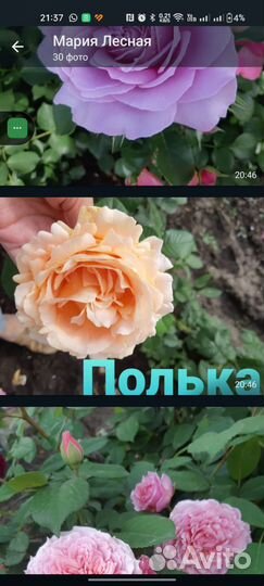 Саженцы плетистых роз