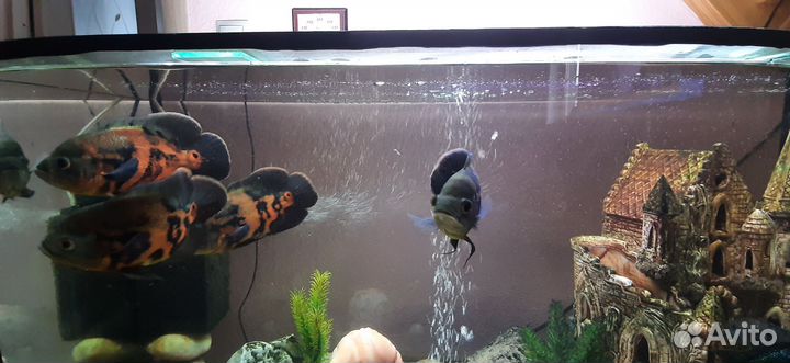 Аквариумные рыбы