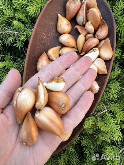 Пурпл Скай пионовидный тюльпан. Луковица